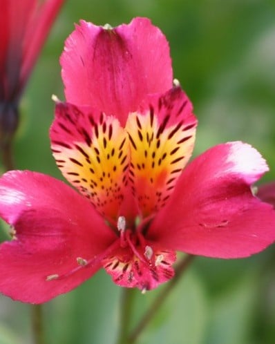 Alstroemeria Rosa - Inkalilien