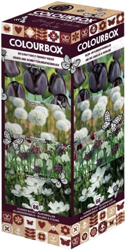 Colourbox Schwarz und Weiß – Blumenzwiebel-Mischung