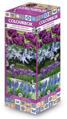 Colourbox Blau – Blumenzwiebel-Mischung