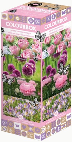 Colourbox Rosa & Lila – Blumenzwiebel-Mischung