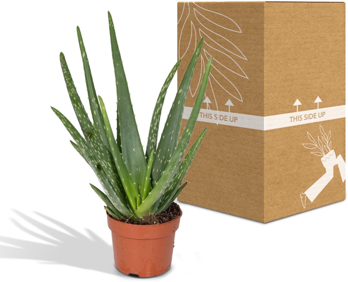 agave americana alba Shop 'Agave mediopicta alba – White Striped Century Plant' Care and Info main image 1