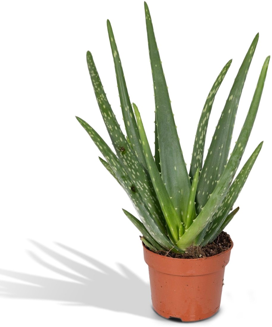 aloe vera zur hautpflege BIO Aloe Vera Öl kaltgepresst 100ml I Das Schutzöl für natürliche Haut –  FLORIA main image 1