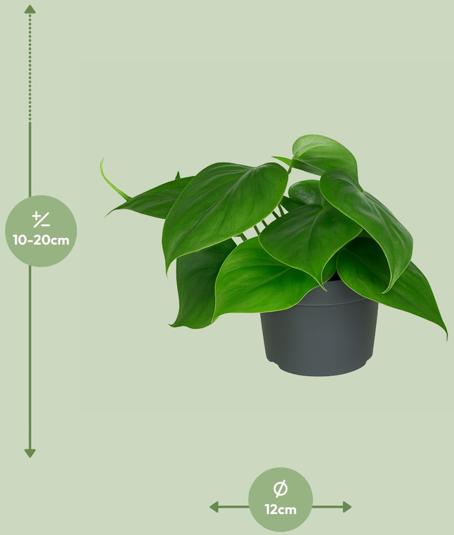 Philodendron Scandens kaufen?  Zimmerpflanzen | BlumenZwiebelnVersand.de
