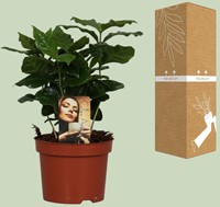 Coffea Arabica kaufen? Schnelle Lieferung und gnstige Preise bei  Blumenzwiebelnversand.de