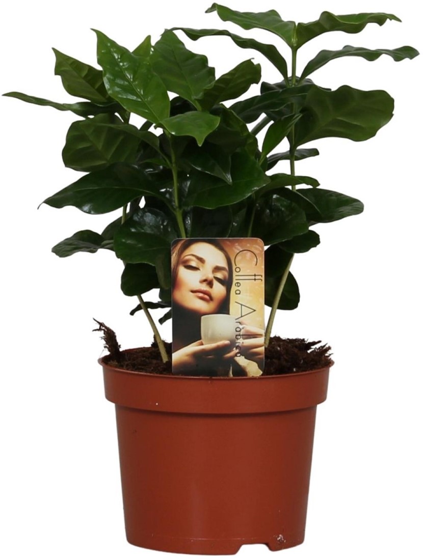 Coffea Arabica kaufen? Schnelle Lieferung und gnstige Preise bei  Blumenzwiebelnversand.de
