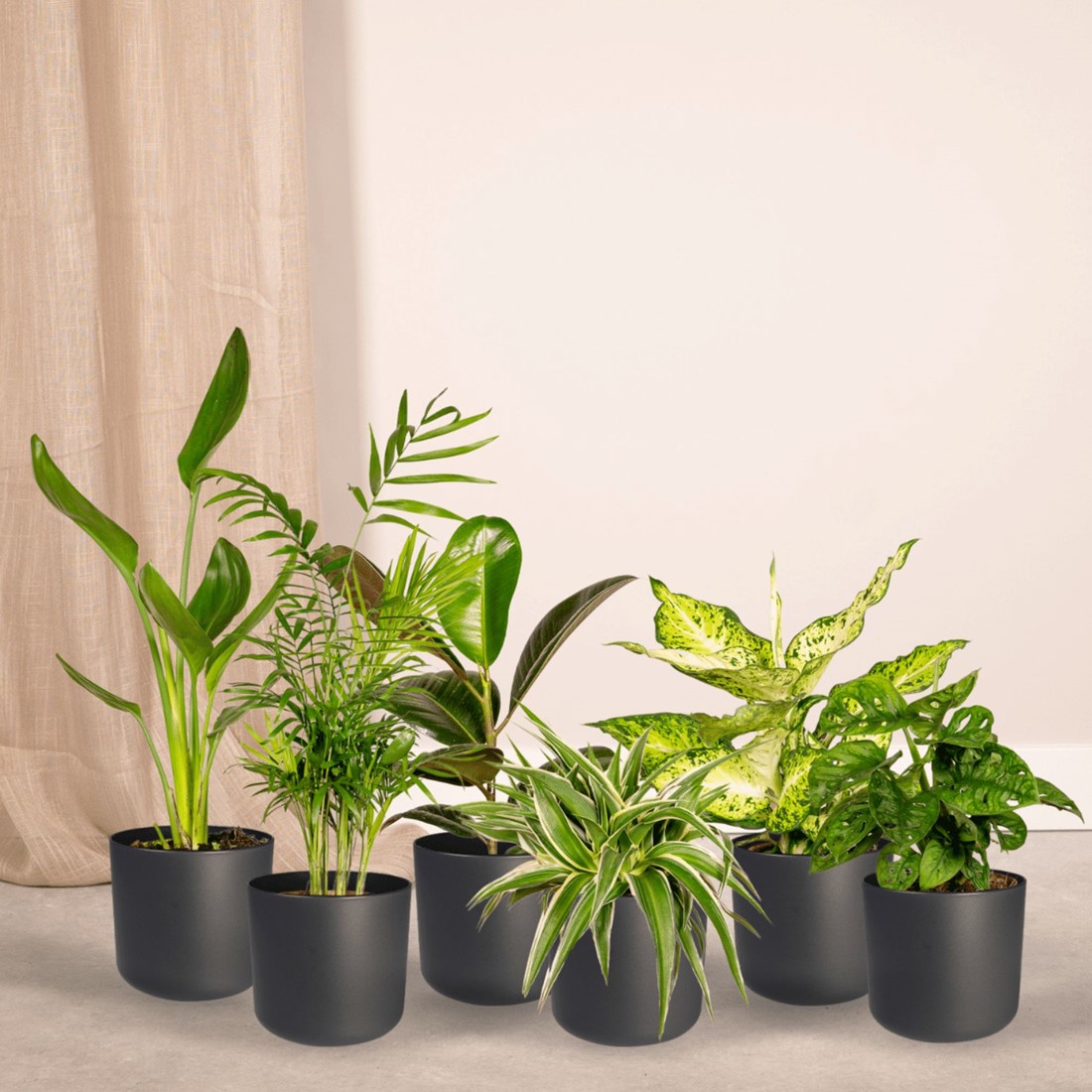 berraschungsbox - x10 Zimmerpflanzen kaufen? Schnelle Lieferung und  gnstige Preise bei Blumenzwiebelnversand.de