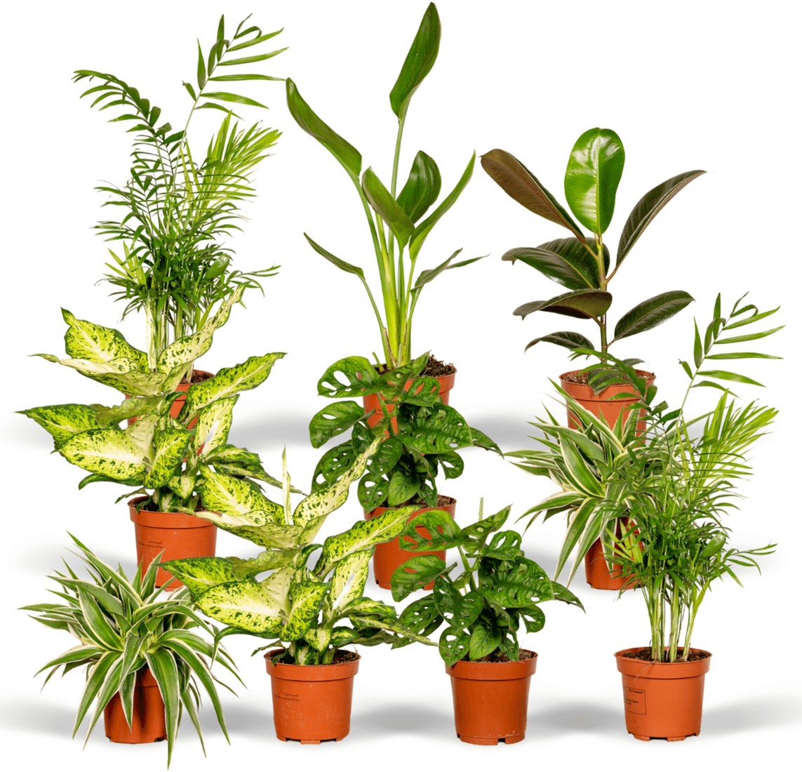 berraschungsbox - x10 Zimmerpflanzen kaufen? Schnelle Lieferung und  gnstige Preise bei Blumenzwiebelnversand.de
