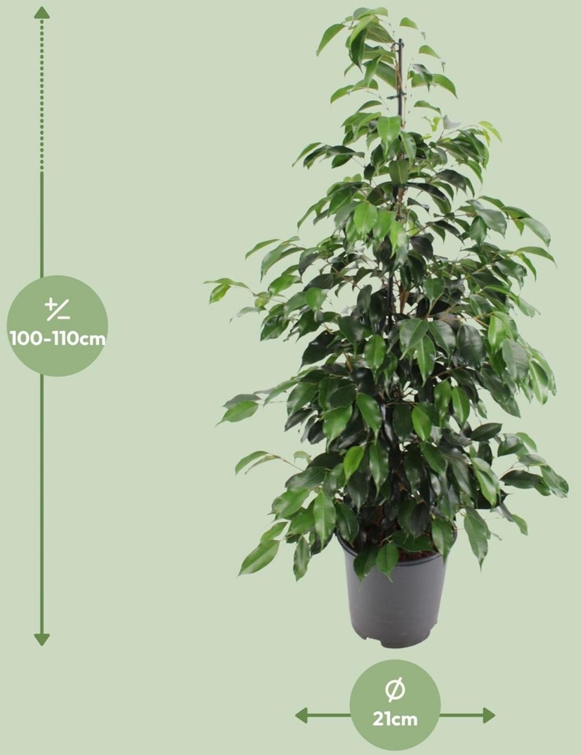 Ficus benjamina 'Danielle' en Mystic main image 1