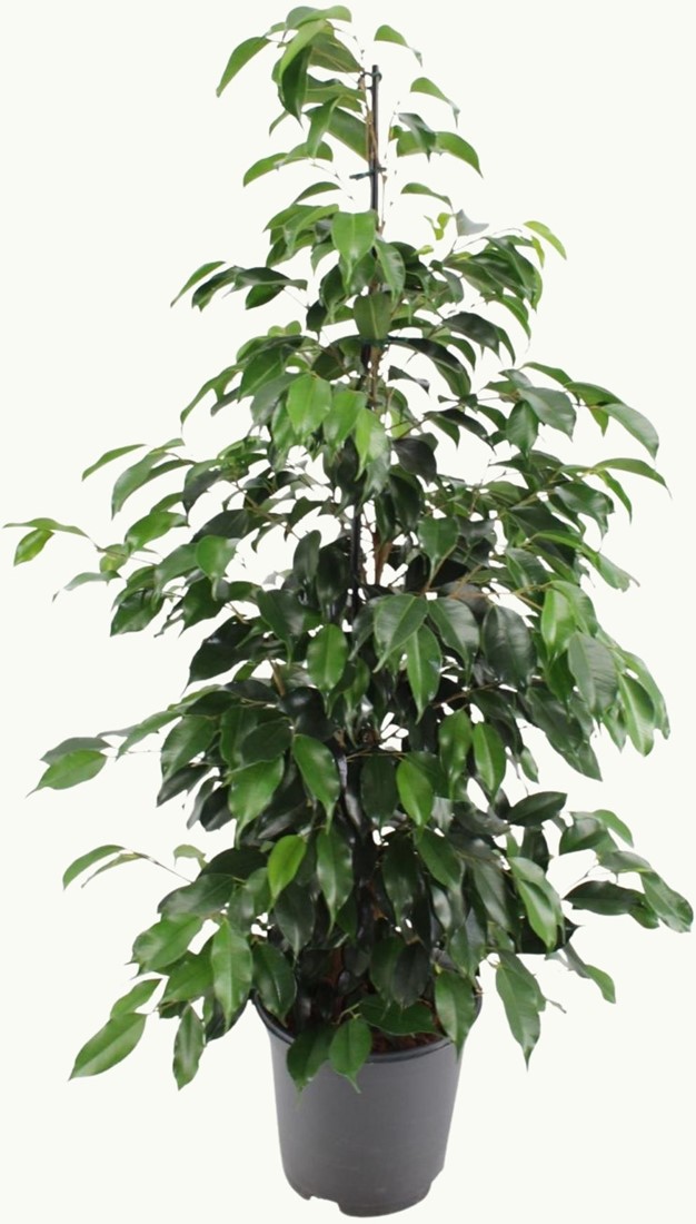 Ficus benjamina Danielle - 21cm - 95cm