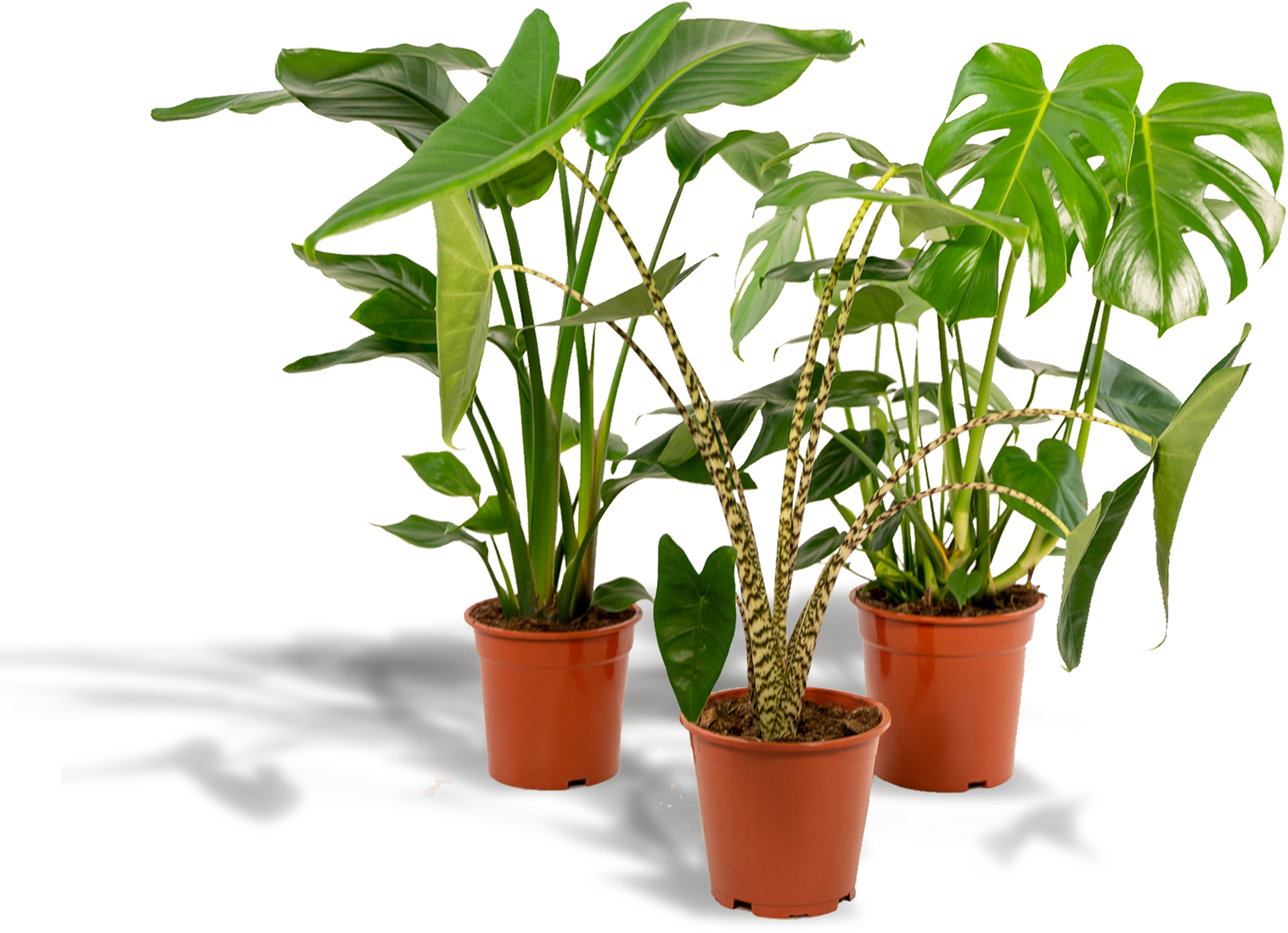 Monstera, Alocasia & Strelitiza kaufen? Schnelle Lieferung und gnstige  Preise bei Blumenzwiebelnversand.de