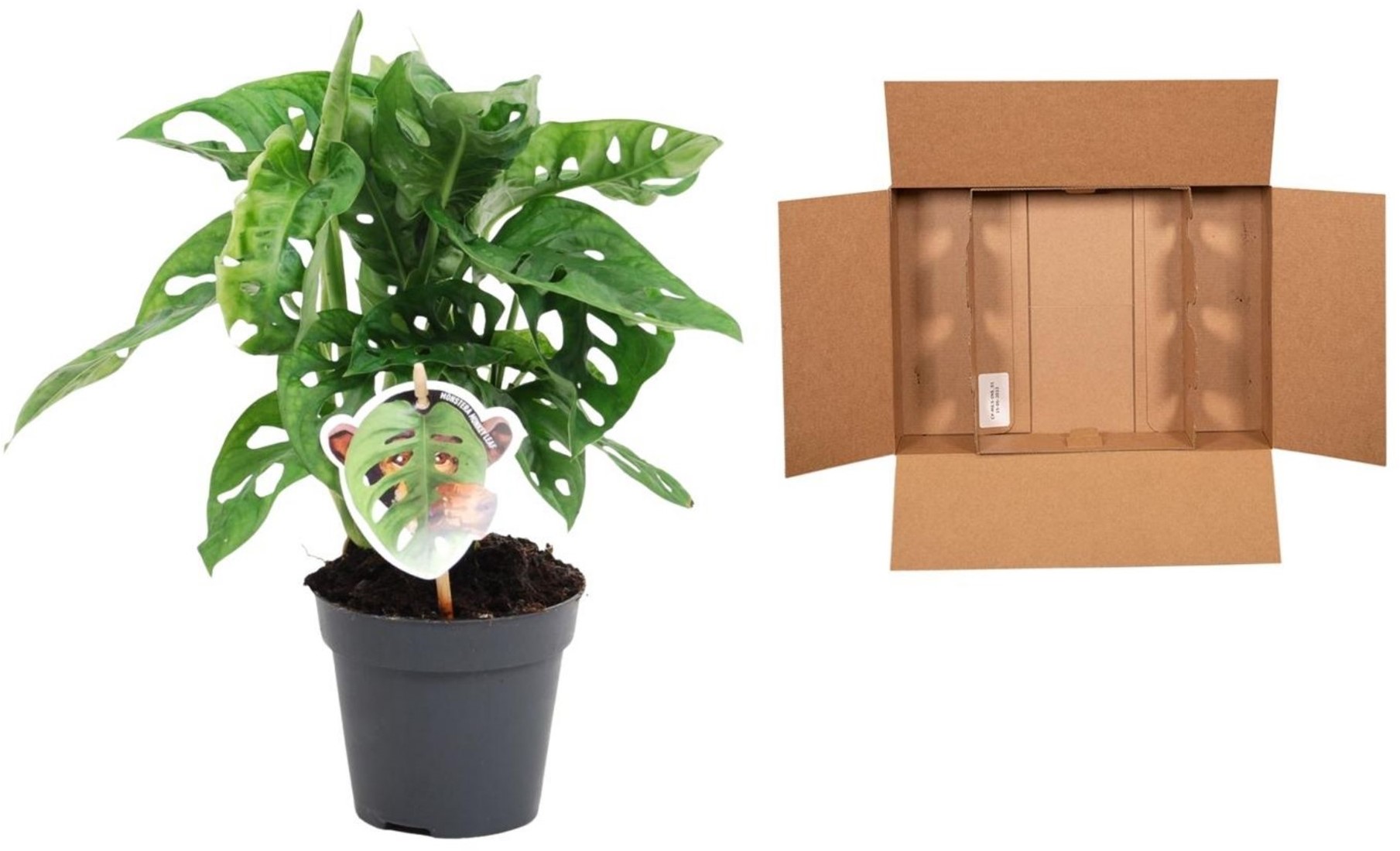 split leaf philodendron leaf Split-leaf Philodendron for Sale