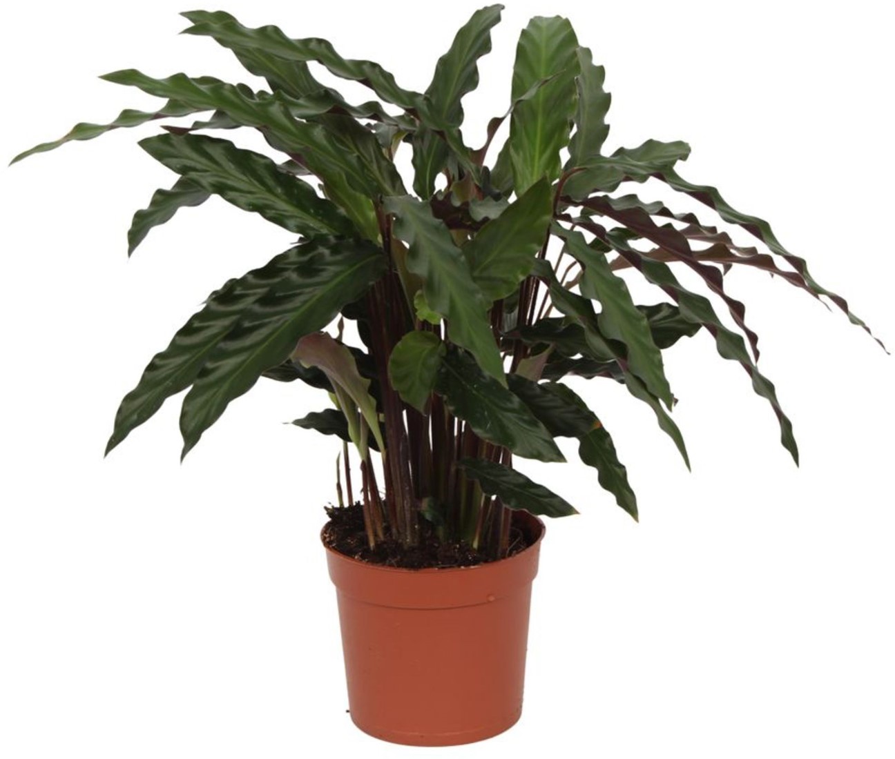 Calathea Elgergrass - 70cm - 17cm kaufen? Schnelle Lieferung und gnstige  Preise bei Blumenzwiebelnversand.de