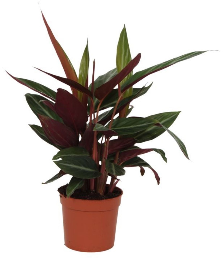 dracaena marginata sunray Dracaena Marginata Sunray 130-150cm | Dragon Tree