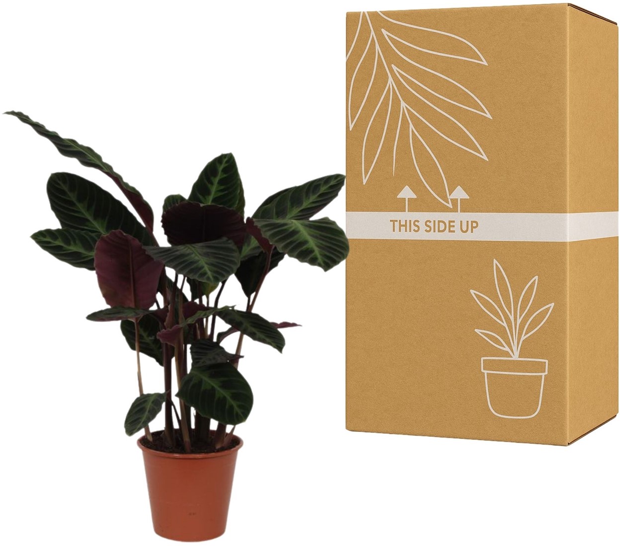 Calathea Warscewiczii kaufen? Schnelle Lieferung und gnstige Preise bei  Blumenzwiebelnversand.de
