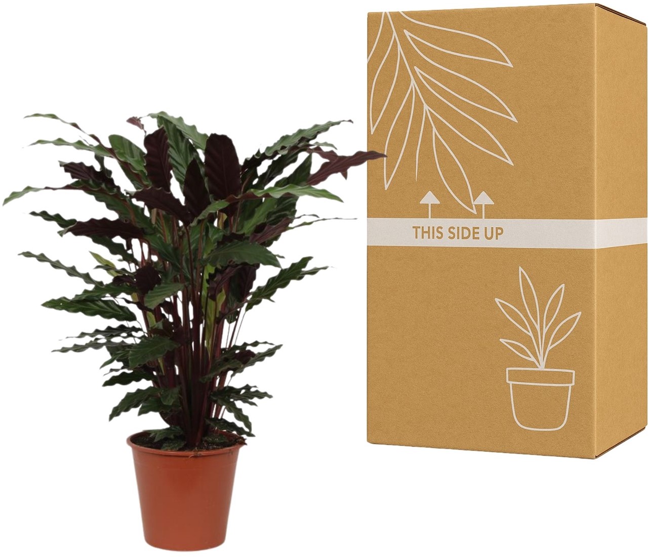 Calathea Wavestar kaufen? Schnelle Lieferung und gnstige Preise bei  Blumenzwiebelnversand.de