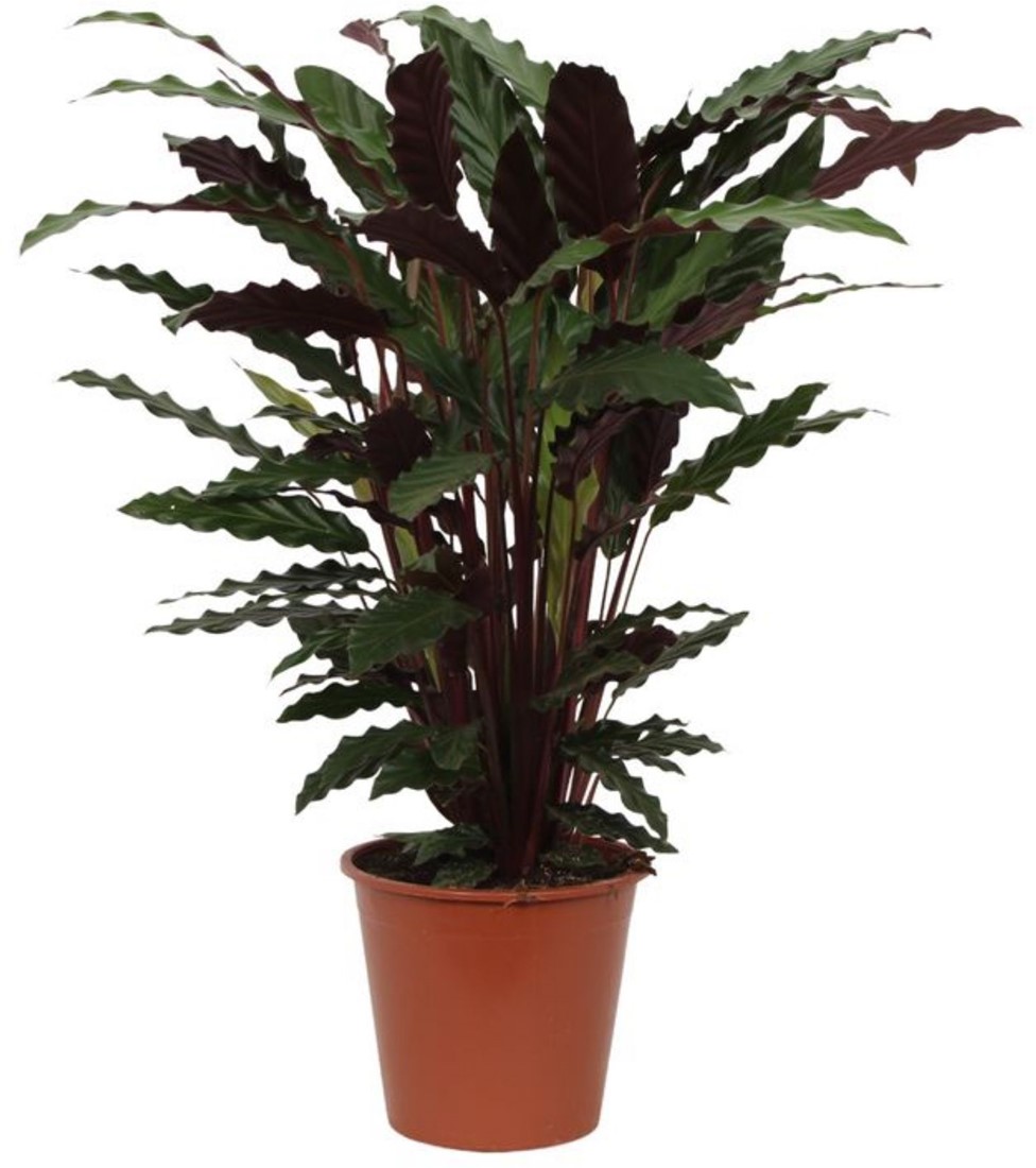 Calathea Wavestar kaufen? Schnelle Lieferung und gnstige Preise bei  Blumenzwiebelnversand.de