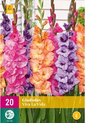 Gladiolus Viva la Vida – Schwertblume