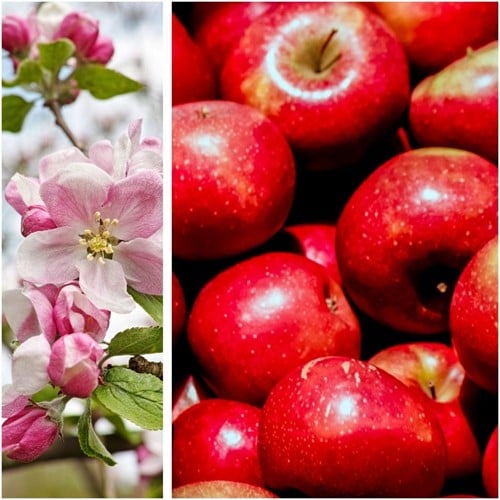 Apfel Gala - Malus domestica