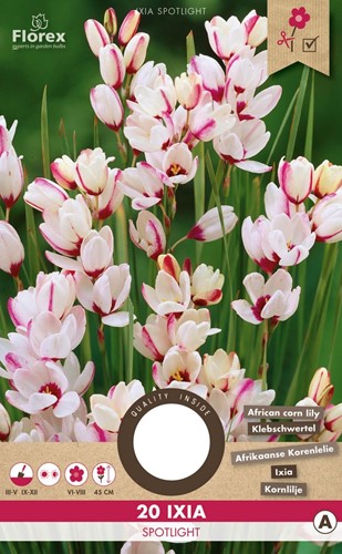 Ixia Spotlight - Klebschwertel