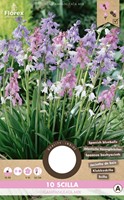 Scilla Campanulata Mischung kaufen? Schnelle Lieferung und günstige