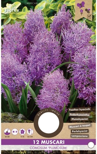 Muscari comosum Plumosum - Federhyazinthe