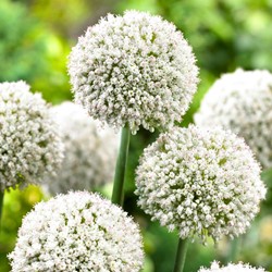 Allium White Cloud - Riesenlauch