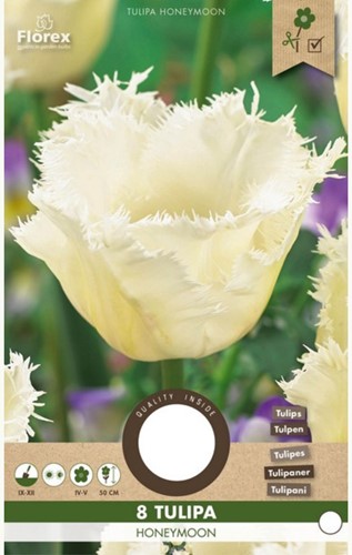 Tulipa Honeymoon – Tulpen