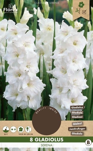Gladiolus Serena - Gladiolen Weiß