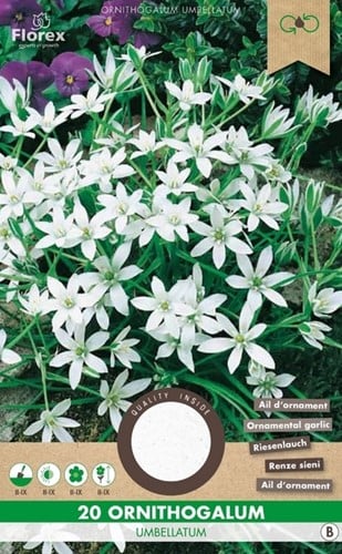 Ornithogalum Umbellatum