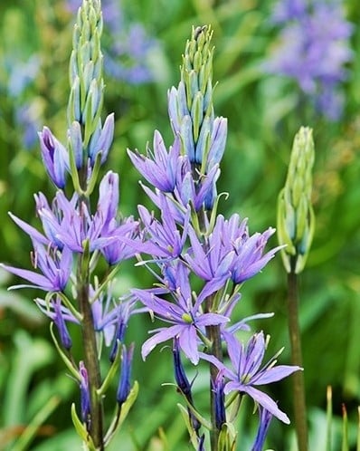Camassia Leichtlinii