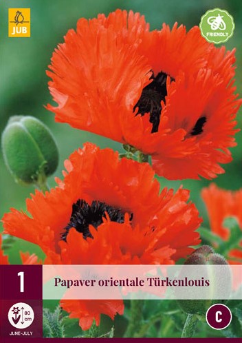 Papaver Türkenlouis - Garten-Mohn