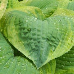 Hosta Frances Williams - Herzblattlilien (Topfpflanze)