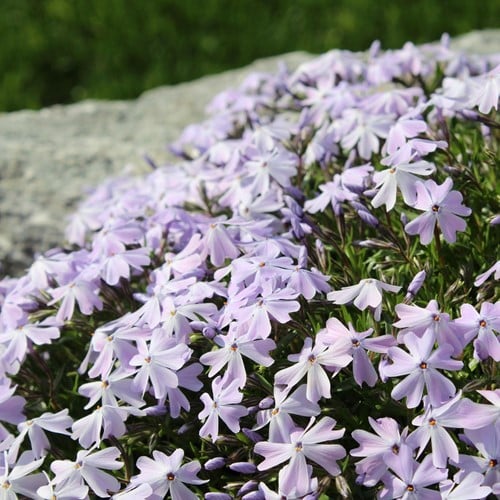Polster-Phlox Emerald Cushion Blue - Phlox subulata (Sechserpack)