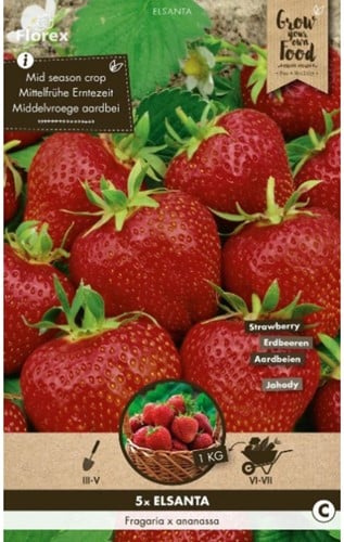 Erdbeer Elsanta - Fragaria