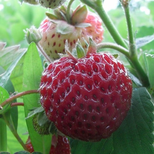 Erdbeer Framberry (gartenfertig)