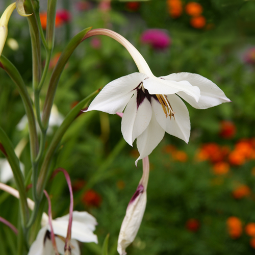 Abessinische Gladiolen (Gladiolus Murielae) kaufen? Schnelle Lieferung
