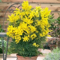 Acacia dealbata - Mimosa (Topfpflanze)
