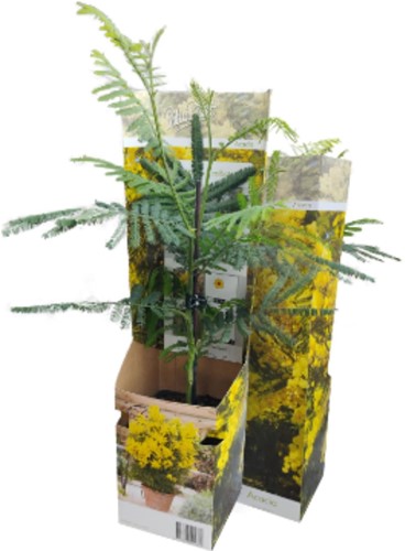 Acacia dealbata - Mimosa (Potplant)-2