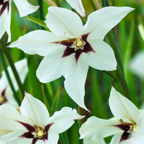 Abessinische Gladiolen (Gladiolus Murielae)