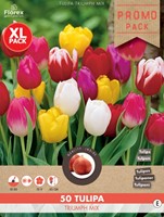 Tulpen Triumph Mix - Tulipa-2