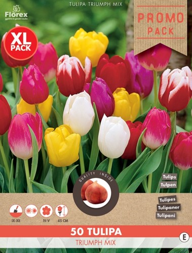 Tulpen Triumph Mix - Tulipa-2