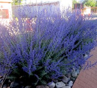 Reuzenlavendel Blue Spire - Perovskia atriplicifolia-2