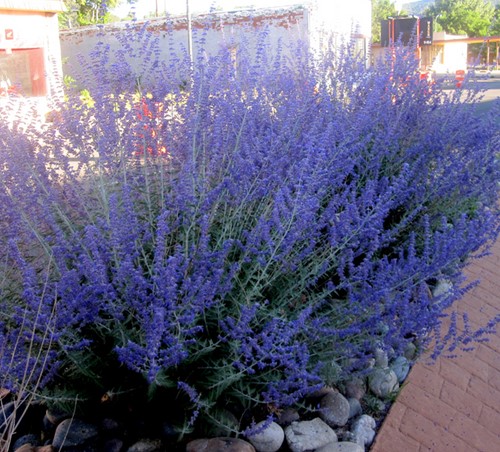 Reuzenlavendel Blue Spire - Perovskia atriplicifolia-2