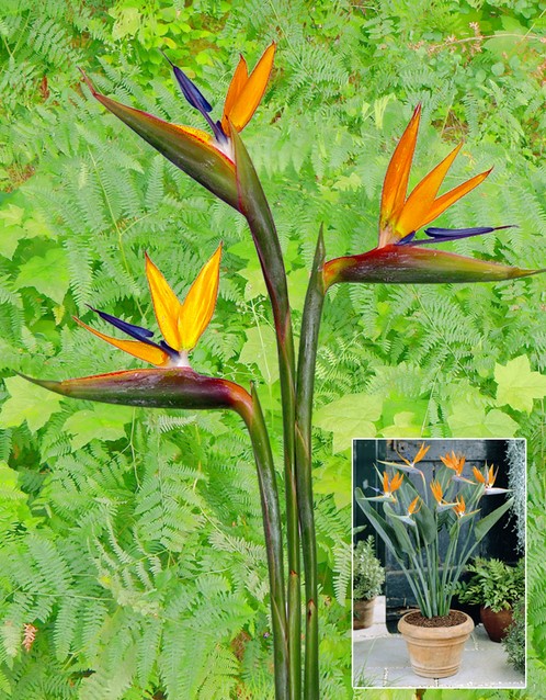 philodendron burle marx variegata ableger 4