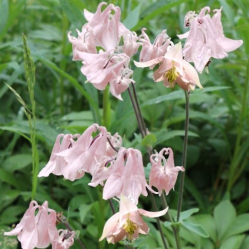 Akelei Biedermeier - Aquilegia
