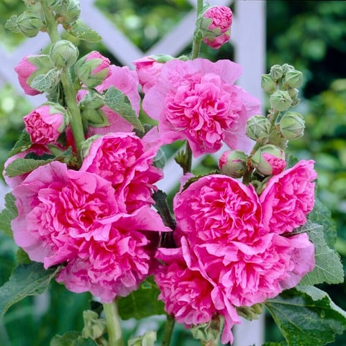 Stockrose Rosa -  Alcea rosea Chater's double pink