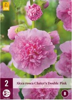 Stokroos Chater's double pink - Alcea rosea Roze-2