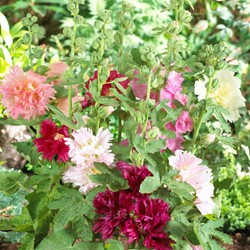 Alcea Rosea Mix - Stokroos