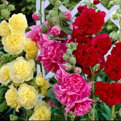 Stockrose Mix - Alcea rosea (3 Pflanzen)