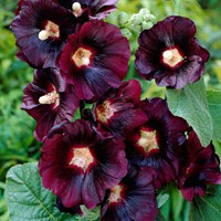Stokroos Zwart - Alcea rosea